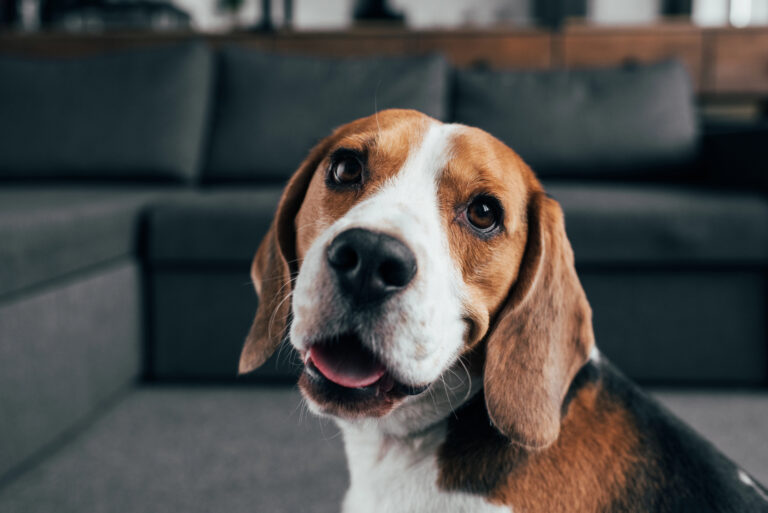 Beagle IRA: 2026 Review
