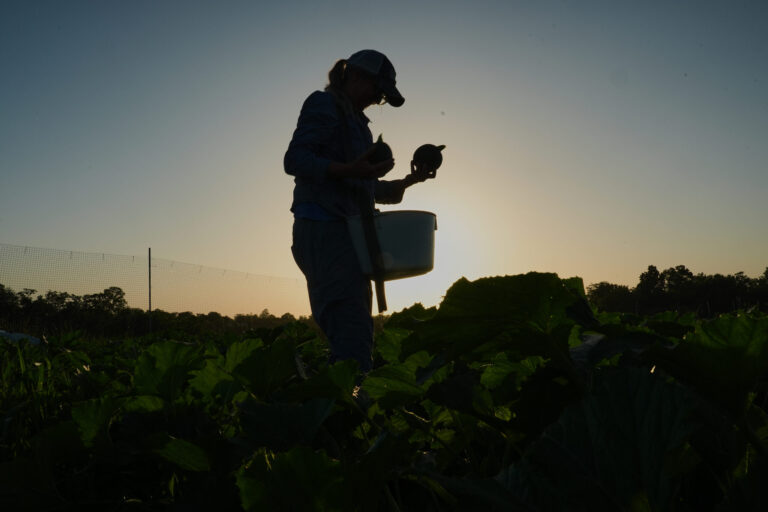 Specialty Farmers Adapt Harvests to Extreme Heat