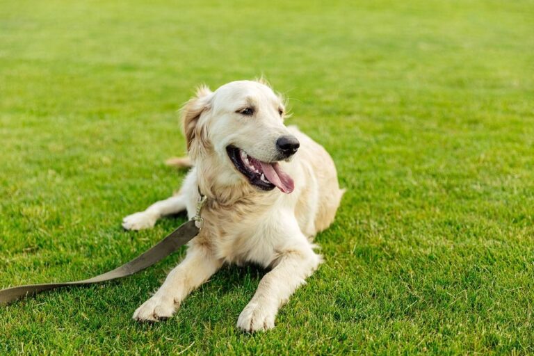 dog on green grass